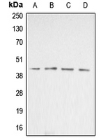 ACTB / Beta Actin Antibody - Western blot analysis of Beta-actin expression in Jurkat (A); HeLa (B); NIH3T3 (C); rat liver (D) whole cell lysates.