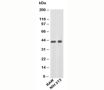 ACTB / Beta Actin Antibody - beta Actin antibody western blot of mouse samples