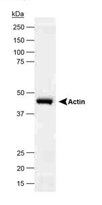 ACTB / Beta Actin Antibody - Rabbit polyclonal to beta actin at 1/5000.  This image was taken for the unconjugated form of this product. Other forms have not been tested.