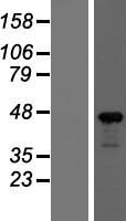 ACTB / Beta Actin Protein - Western validation with an anti-DDK antibody * L: Control HEK293 lysate R: Over-expression lysate