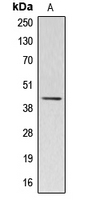 ACTBL2 Antibody - Western blot analysis of Kappa-actin expression in HUVEC (A) whole cell lysates.