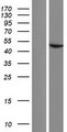 ACTBL2 Protein - Western validation with an anti-DDK antibody * L: Control HEK293 lysate R: Over-expression lysate