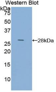 ACTC1 / Alpha Cardiac Actin Antibody - Western blot of recombinant ACTC1 / Alpha Cardiac Actin.  This image was taken for the unconjugated form of this product. Other forms have not been tested.