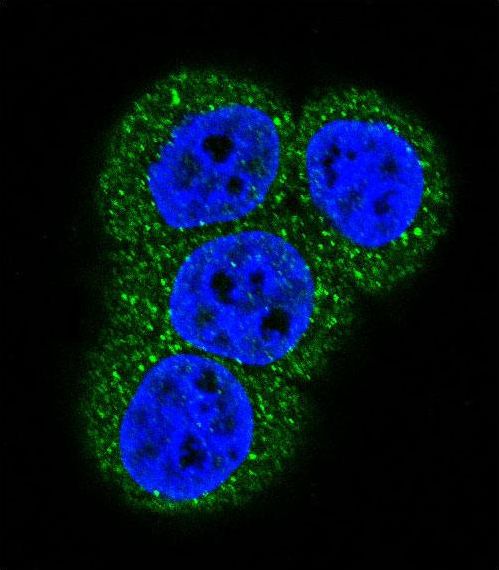 ACTC1 / Alpha Cardiac Actin Antibody - Confocal immunofluorescence of Actin (ACTB/ACTC) Antibody with HeLa cell followed by Alexa Fluor 488-conjugated goat anti-rabbit lgG (green). DAPI was used to stain the cell nuclear (blue).