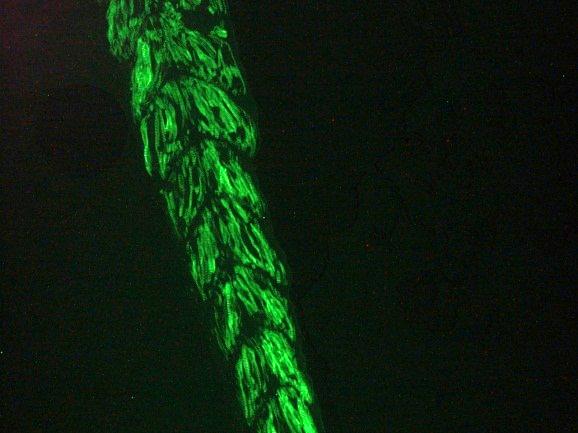 ACTC1 / Alpha Cardiac Actin Antibody - Immunofluorescence staining of muscle tissue in the tail of 3 days old zebrafish embryo