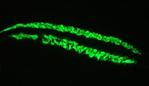 ACTC1 / Alpha Cardiac Actin Antibody - Immunofluorescence staining of developing myocardium in 1 month old zebrafish embryo