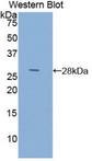 ACTC1 / Alpha Cardiac Actin Antibody - Western Blot; Sample: Recombinant ACTC1, Human.