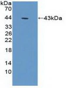 ACTG1 / Gamma Actin Antibody - Western Blot; Sample: Recombinant ACTg1, Human.