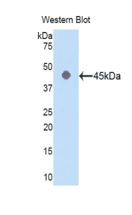 ACTG1 / Gamma Actin Antibody - Western blot of recombinant ACTG1 / Gamma Actin.  This image was taken for the unconjugated form of this product. Other forms have not been tested.