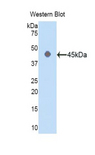 ACTG1 / Gamma Actin Antibody - Western blot of recombinant ACTG1 / Gamma Actin.  This image was taken for the unconjugated form of this product. Other forms have not been tested.