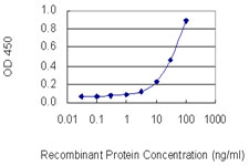 ACTG1 / Gamma Actin Antibody - Detection limit for recombinant GST tagged ACTG1 is 1 ng/ml as a capture antibody.