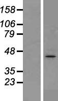 ACTG1 / Gamma Actin Protein - Western validation with an anti-DDK antibody * L: Control HEK293 lysate R: Over-expression lysate