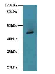 ACTG2 Antibody - Western blot. All lanes: ACTG2 antibody at 3 ug/ml+CEM- whole cell lysate Goat polyclonal to rabbit at 1:10000 dilution. Predicted band size: 42 kDa. Observed band size: 42 kDa.