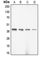 ACTG2 Antibody - Western blot analysis of Alpha-actin-3 expression in DLD (A); HeLa (B); mouse brain (C); rat brain (D) whole cell lysates.