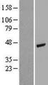 ACTG2 Protein - Western validation with an anti-DDK antibody * L: Control HEK293 lysate R: Over-expression lysate