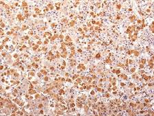 ACTH Antibody - Formalin-fixed, paraffin-embedded human pituitary gland stained with ACTH antibody (AH26 + 57).  This image was taken for the unmodified form of this product. Other forms have not been tested.