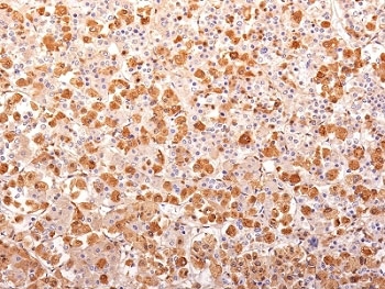ACTH Antibody - Formalin-fixed, paraffin-embedded human pituitary gland stained with ACTH antibody (AH26 + 57).  This image was taken for the unmodified form of this product. Other forms have not been tested.
