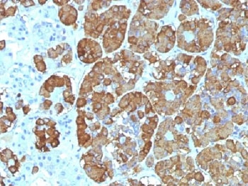 ACTH Antibody - IHC testing of FFPE human pituitary gland with ACTH antibody (clone CLIP/1449). Required HIER: steam sections in 10mM citrate buffer, pH6, for 10-20 min.