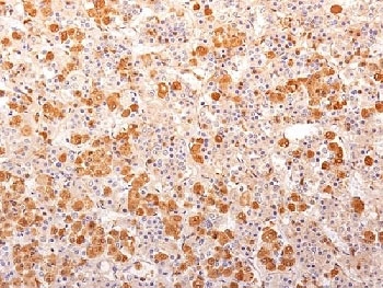 ACTH Antibody - Formalin-fixed, paraffin-embedded human pituitary gland stained with POMC antibody (57). This image was taken for the unmodified form of this product. Other forms have not been tested.