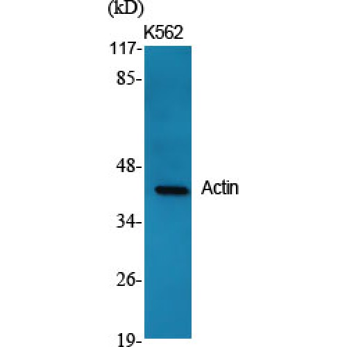Actin Antibody - Western blot of Actin antibody