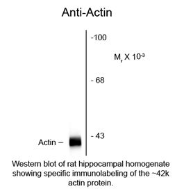 Actin Antibody