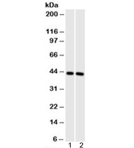 Actin Antibody - Western blot testing of 1) human muscle and 2) mouse muscle cell lysate with Muscle Actin antibody (clone HHF35). This image was taken for the unmodified form of this product. Other forms have not been tested.