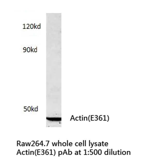 Actin Antibody - Western blot of Actin (E361) pAb in extracts from Raw264.7 cells.