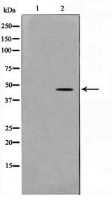 Actin Antibody - Western blot of HeLa cell lysate using Actin-pan Antibody
