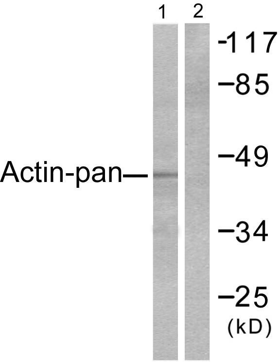 Actin Antibody - Western blot analysis of extracts from HeLa cells, using Actin-pan antibody.