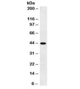 Actin Antibody - Western blot testing of human uterus lysate with Smooth muscle actin antibody (clone 1A4). This image was taken for the unmodified form of this product. Other forms have not been tested.