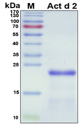 Act d 2 Protein - SDS-PAGE under reducing conditions and visualized by Coomassie blue staining