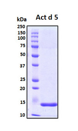 Act d 5 Protein - SDS-PAGE under reducing conditions and visualized by Coomassie blue staining