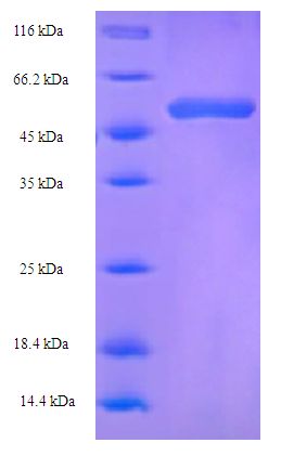 pKIWI502 Protein