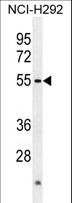 ACTL7A Antibody - ACTL7A Antibody western blot of NCI-H292 cell line lysates (35 ug/lane). The ACTL7A antibody detected the ACTL7A protein (arrow).