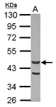 ACTL7A Antibody - Sample (30 ug of whole cell lysate) A: U87-MG 10% SDS PAGE ACTL7A antibody diluted at 1:1000