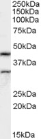 ACTL7B Antibody - Antibody (0.5 ug/ml) staining of Rat Testes lysate (35 ug protein in RIPA buffer). Primary incubation was 1 hour. Detected by chemiluminescence.