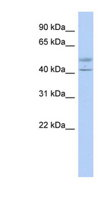 ACTL7B Antibody - ACTL7B antibody Western blot of Transfected 293T cell lysate. This image was taken for the unconjugated form of this product. Other forms have not been tested.