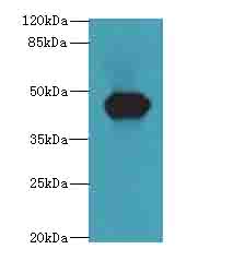 ACTL7B Antibody - Western blot. All lanes: ACTL7B antibody at 0.2 ug/ml+Mos- gonadal tissue Goat polyclonal to rabbit at 1:10000 dilution. Predicted band size: 45 kDa. Observed band size: 45 kDa.