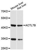 ACTL7B Antibody - Western blot analysis of extracts of various cell lines, using ACTL7B antibody at 1:3000 dilution. The secondary antibody used was an HRP Goat Anti-Rabbit IgG (H+L) at 1:10000 dilution. Lysates were loaded 25ug per lane and 3% nonfat dry milk in TBST was used for blocking. An ECL Kit was used for detection and the exposure time was 60s.