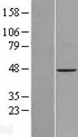 ACTL7B Protein - Western validation with an anti-DDK antibody * L: Control HEK293 lysate R: Over-expression lysate