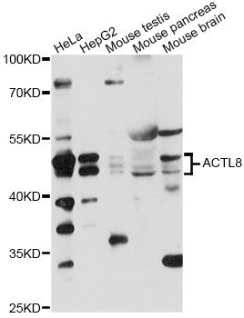 ACTL8 Antibody - Western blot analysis of extracts of various cell lines, using ACTL8 antibody at 1:1000 dilution. The secondary antibody used was an HRP Goat Anti-Rabbit IgG (H+L) at 1:10000 dilution. Lysates were loaded 25ug per lane and 3% nonfat dry milk in TBST was used for blocking. An ECL Kit was used for detection and the exposure time was 60s.
