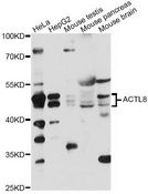 ACTL8 Antibody - Western blot analysis of extracts of various cell lines, using ACTL8 antibody at 1:1000 dilution. The secondary antibody used was an HRP Goat Anti-Rabbit IgG (H+L) at 1:10000 dilution. Lysates were loaded 25ug per lane and 3% nonfat dry milk in TBST was used for blocking. An ECL Kit was used for detection and the exposure time was 60s.