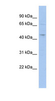ACTL9 Antibody - ACTL9 antibody Western blot of THP-1 cell lysate. This image was taken for the unconjugated form of this product. Other forms have not been tested.