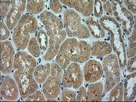 ACTN1 Antibody - IHC of paraffin-embedded Human Kidney tissue using anti-ACTN1 mouse monoclonal antibody.