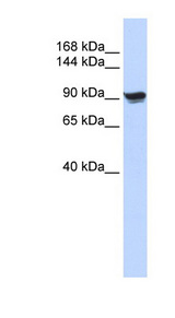 ACTN1 Antibody - ACTN1 / ASMA antibody Western blot of 293T cell lysate. This image was taken for the unconjugated form of this product. Other forms have not been tested.