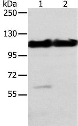 ACTN2 Antibody - Western blot analysis of Mouse heart and muscle tissue, using ACTN2 Polyclonal Antibody at dilution of 1:200.