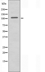 ACTN2 Antibody - Western blot analysis of extracts of HeLa cells using Actin a-2/3 antibody.