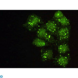 ACTN2 Antibody - Immunofluorescence (IF) analysis of HeLa cells using Actinin-alpha2 Monoclonal Antibody.