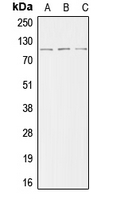 ACTN2 Antibody - Western blot analysis of ACTN2 expression in HeLa (A); mouse kidney (B); H9C2 (C) whole cell lysates.