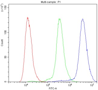 ACTN3 Antibody - Flow Cytometry analysis of WISH cells using anti-ACTN3 antibody. Overlay histogram showing WISH cells stained with anti-ACTN3 antibody (Blue line). The cells were blocked with 10% normal goat serum. And then incubated with rabbit anti-ACTN3 Antibody (1µg/10E6 cells) for 30 min at 20°C. DyLight®488 conjugated goat anti-rabbit IgG (5-10µg/10E6 cells) was used as secondary antibody for 30 minutes at 20°C. Isotype control antibody (Green line) was rabbit IgG (1µg/10E6 cells) used under the same conditions. Unlabelled sample (Red line) was also used as a control.